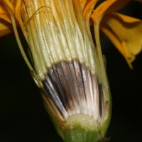 Tagetes erecta L.